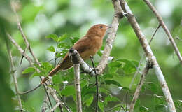 Image of Rufous Piha