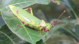 Image de Taphronota (Taphronota) calliparea (Schaum 1853)