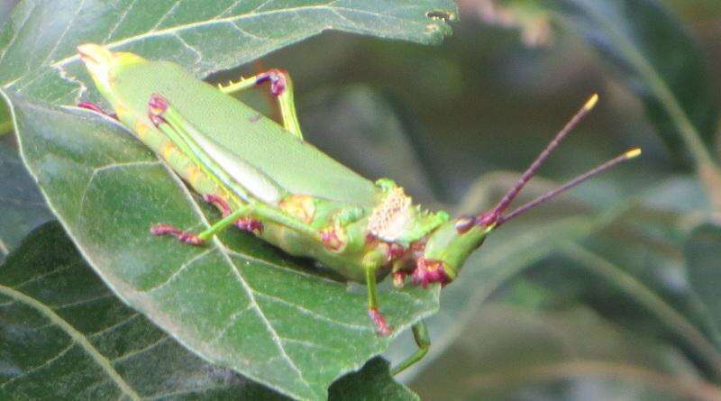 Image de Taphronota (Taphronota) calliparea (Schaum 1853)