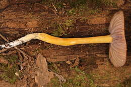 Image of Hygrocybe purpureofolia (H. E. Bigelow) Courtec. 1989