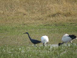 Image of Slaty Egret