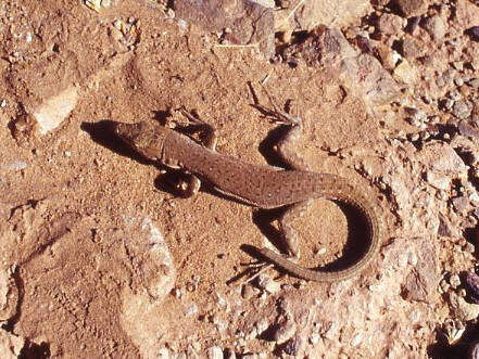 Image of Small-spotted lizard