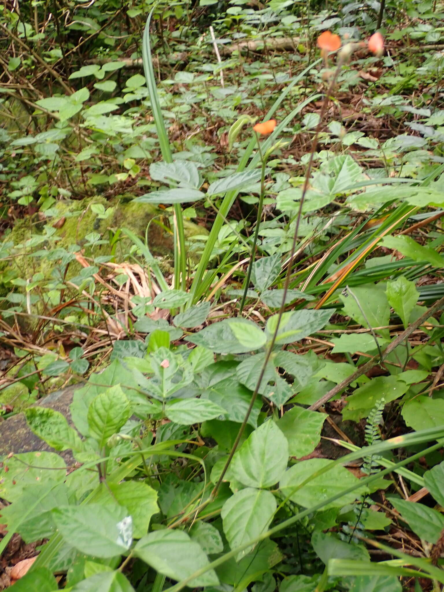 Hylodesmum repandum (Vahl) H. Ohashi & R. R. Mill的圖片