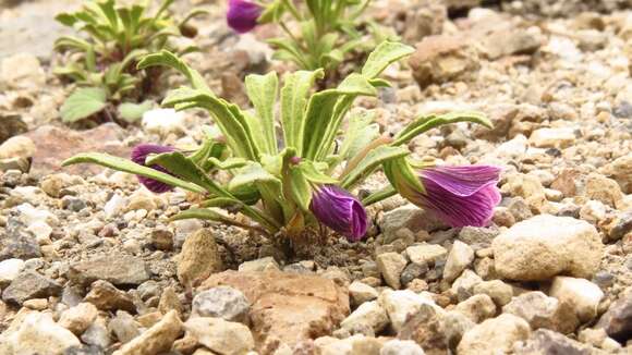 Image of Viola cheeseana