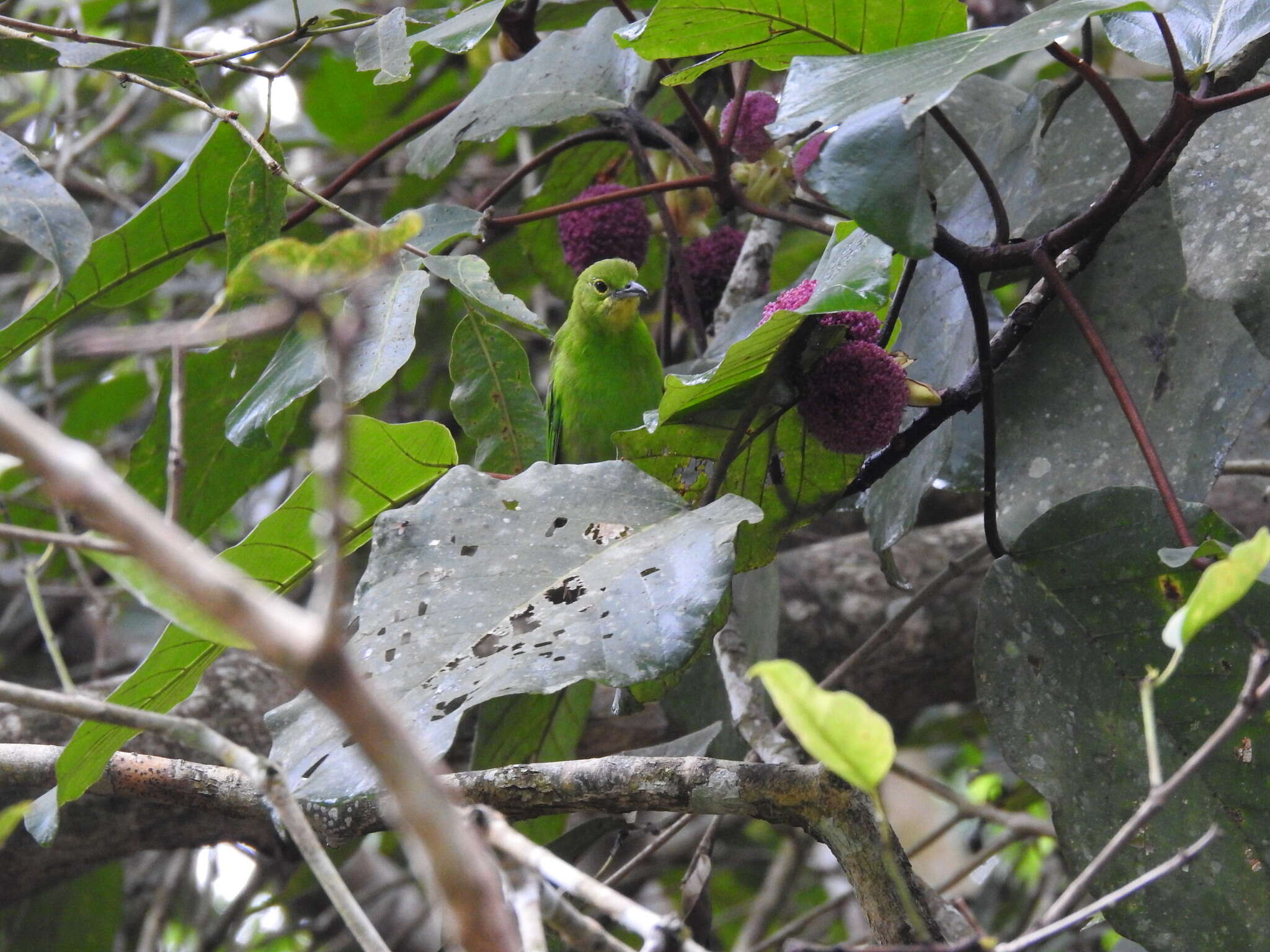 Image of Lesser Green Leafbird