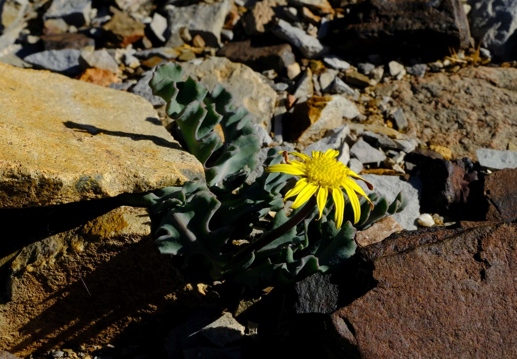 Image of Othonna auriculifolia Licht. ex Less.