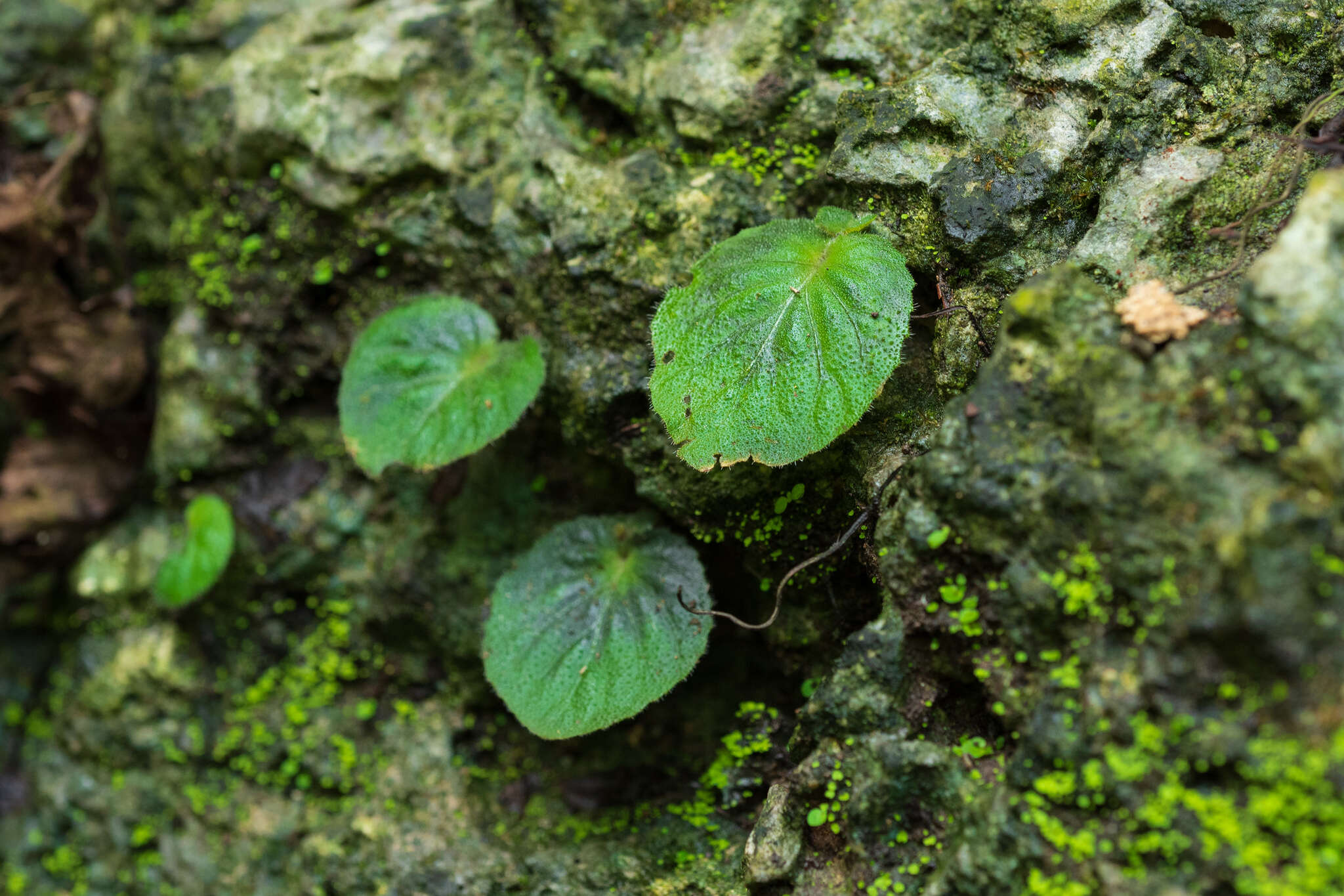 Image of <i>Epithema ceylanicum</i> Gardner