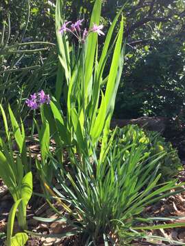 Tulbaghia violacea Harv. resmi