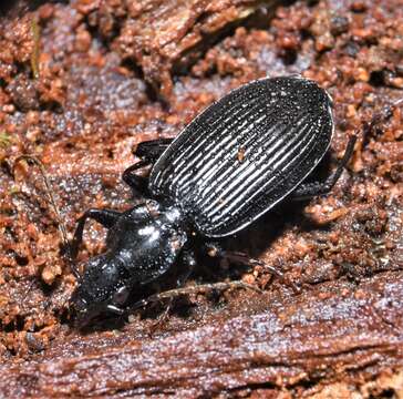 Platynus (Platynus) decentis (Say 1823) resmi