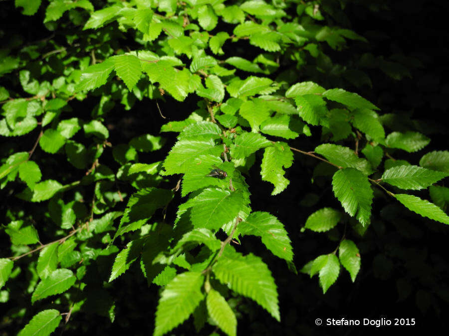 Image of Carpinus betulus L.