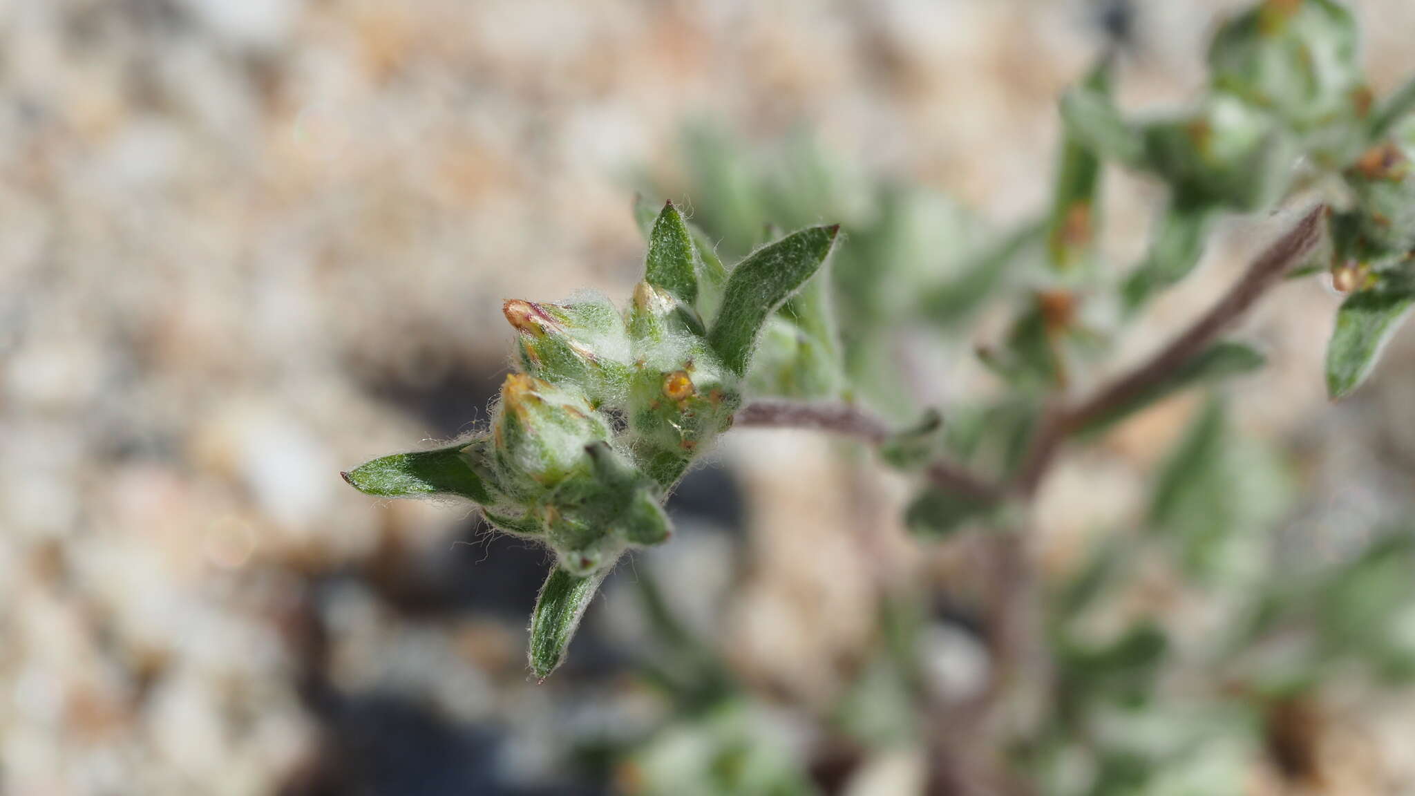 Logfia californica (Nutt.) J. Holub resmi