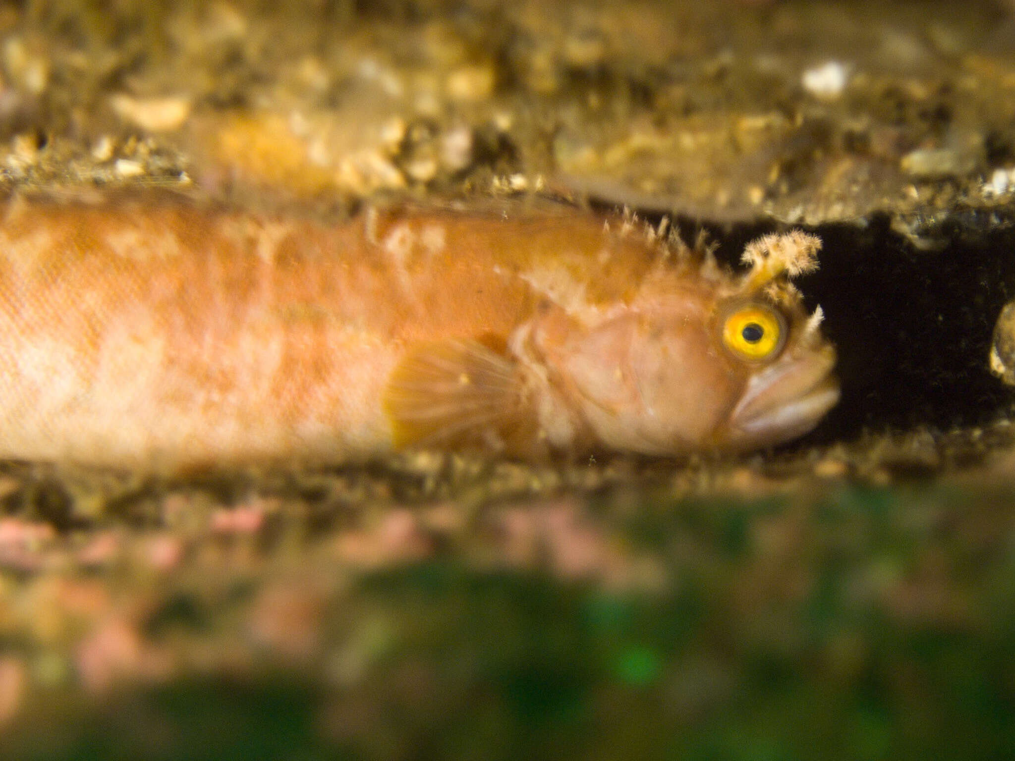 Image of Atlantic warbonnet