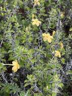 Image of Barleria holubii C. B. Cl.