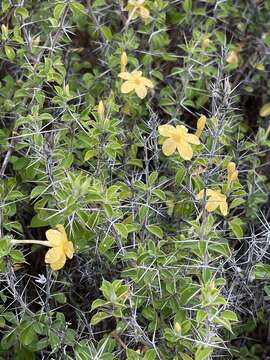 Imagem de Barleria holubii C. B. Cl.