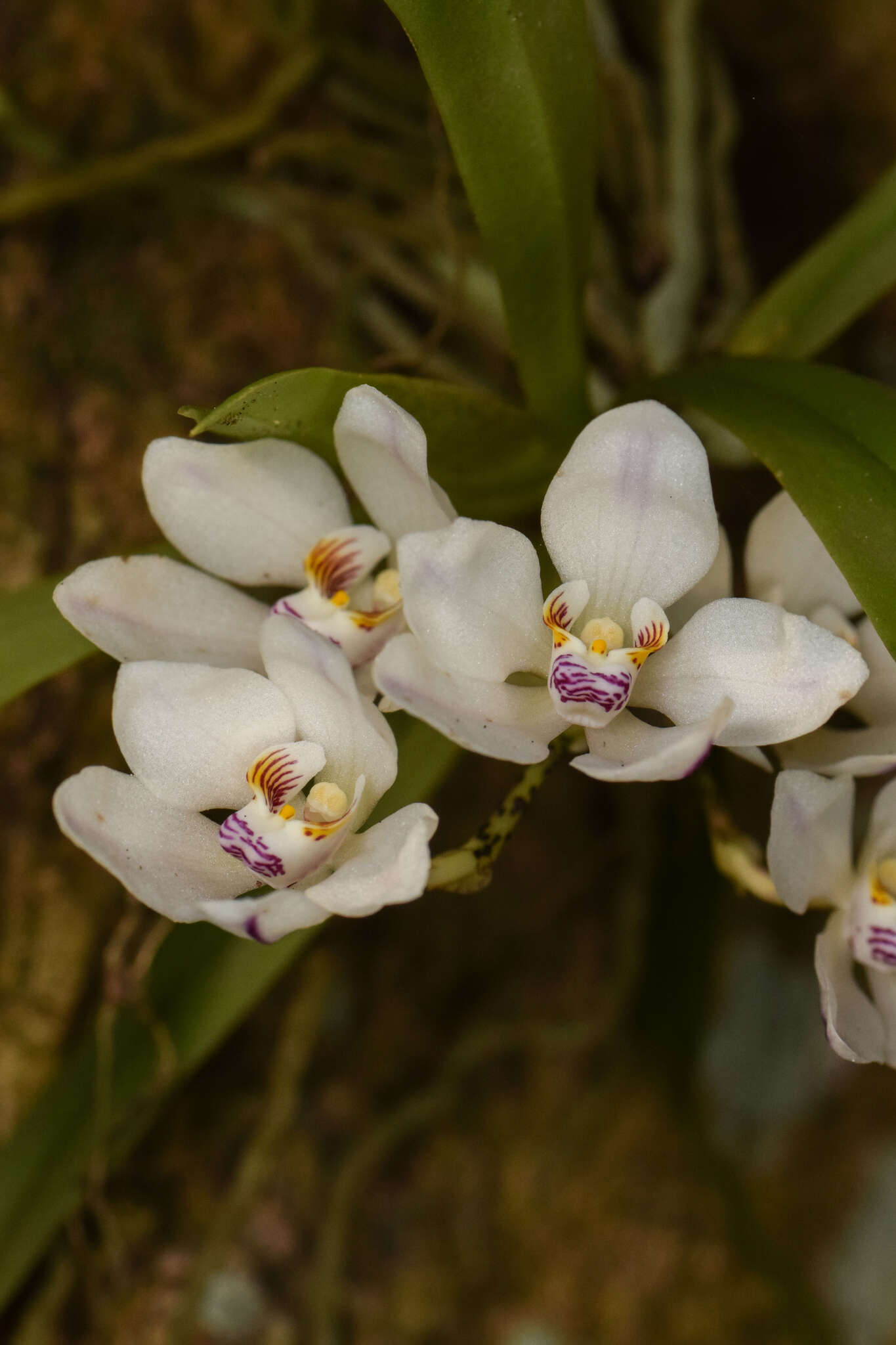 Image of Orange blossom orchid