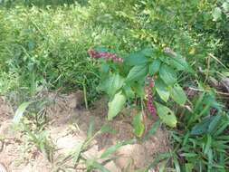 Image of Phytolacca thyrsiflora Fenzl ex J. A. Schmidt