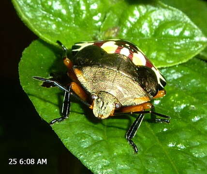 Image of <i>Caura rufiventris</i>