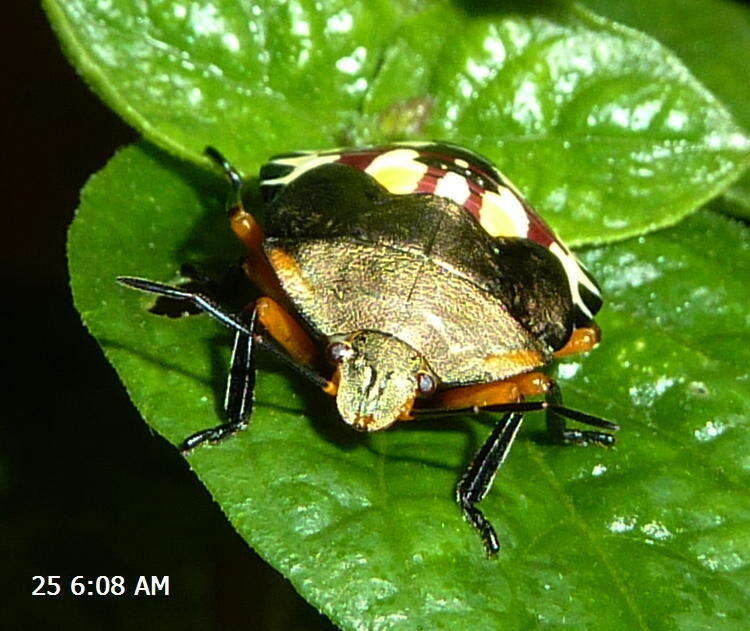 Image of <i>Caura rufiventris</i>