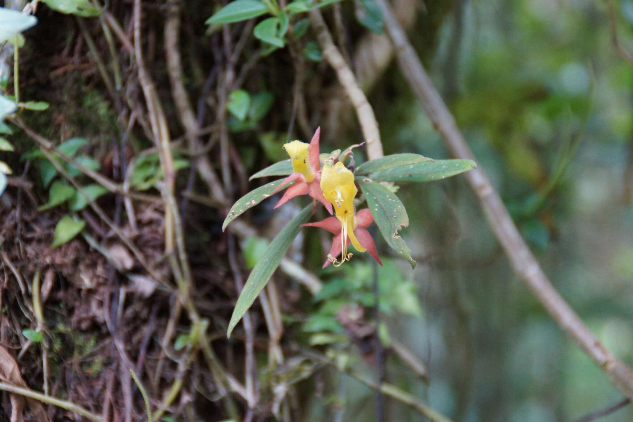 Image of Columnea sulfurea Donn. Sm.