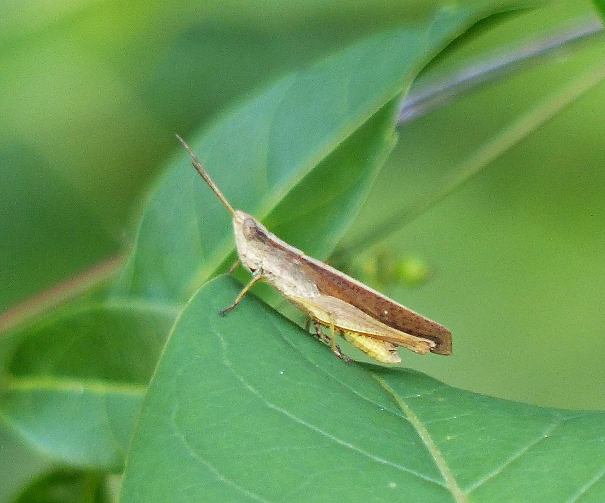 Eutryxalis filata (Walker & F. 1870) resmi