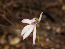 Image of White Fingers