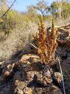 Image of Crassula lanceolata (Eckl. & Zeyh.) Endl. ex Walp.