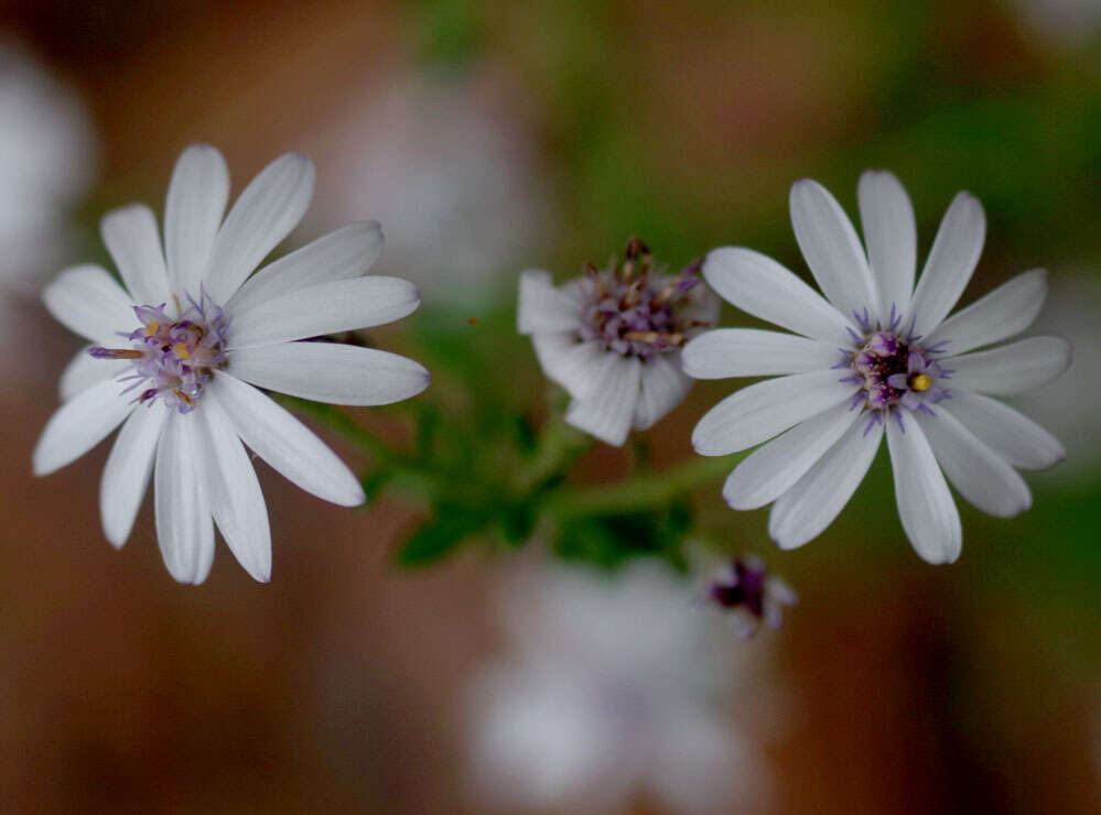 Sivun Olearia paucidentata (Steetz) F. Müll. ex Benth. kuva