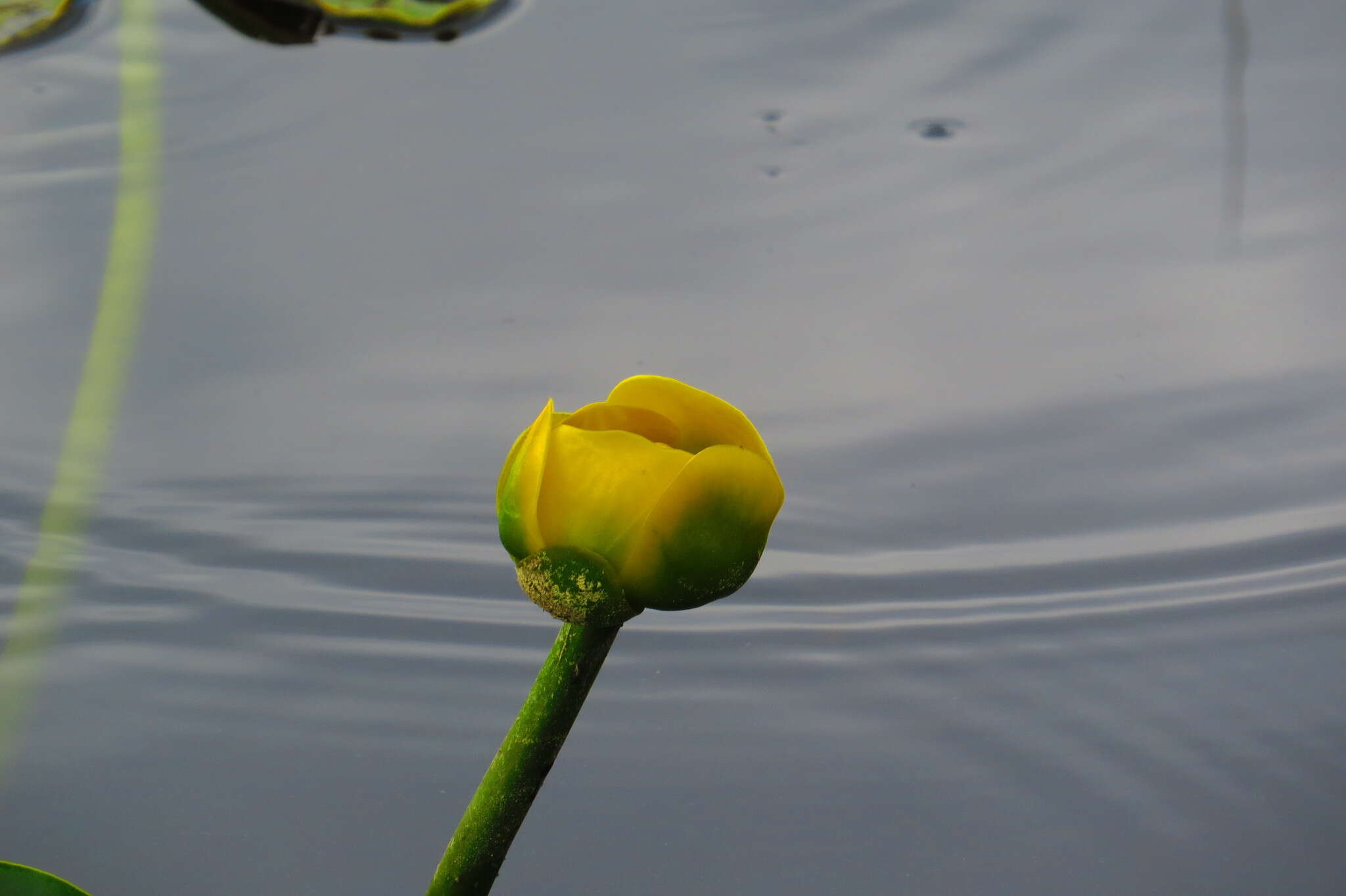 Image de Nuphar polysepala Engelm.