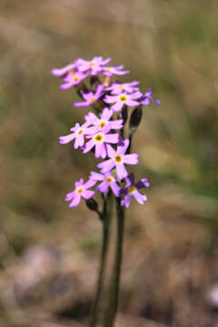 Слика од Primula stricta Hornem.