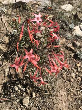 Image of scarlet gilia