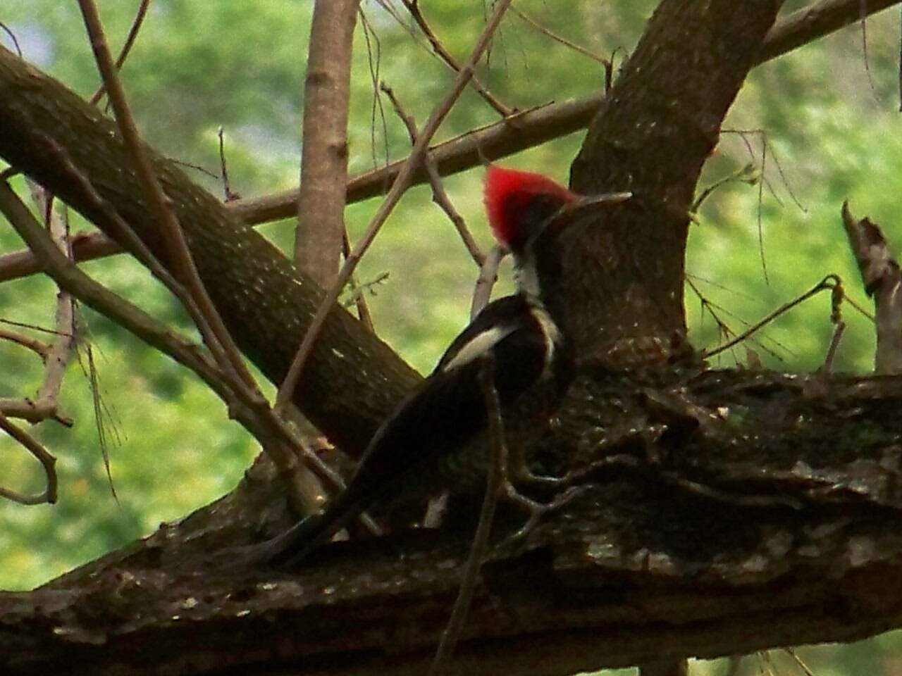 Imagem de Pica-pau-de-banda-branca