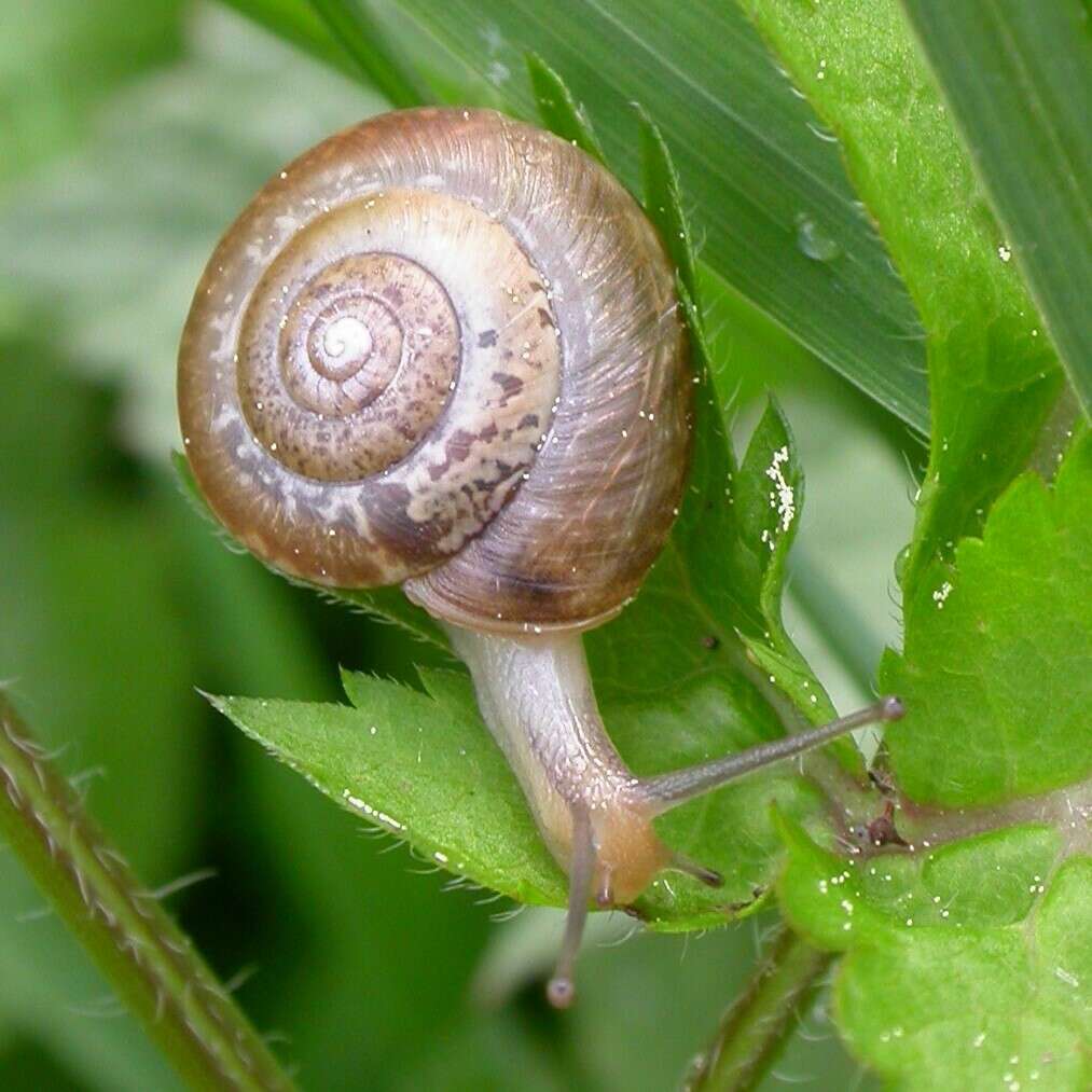 Image of Shadow Snail