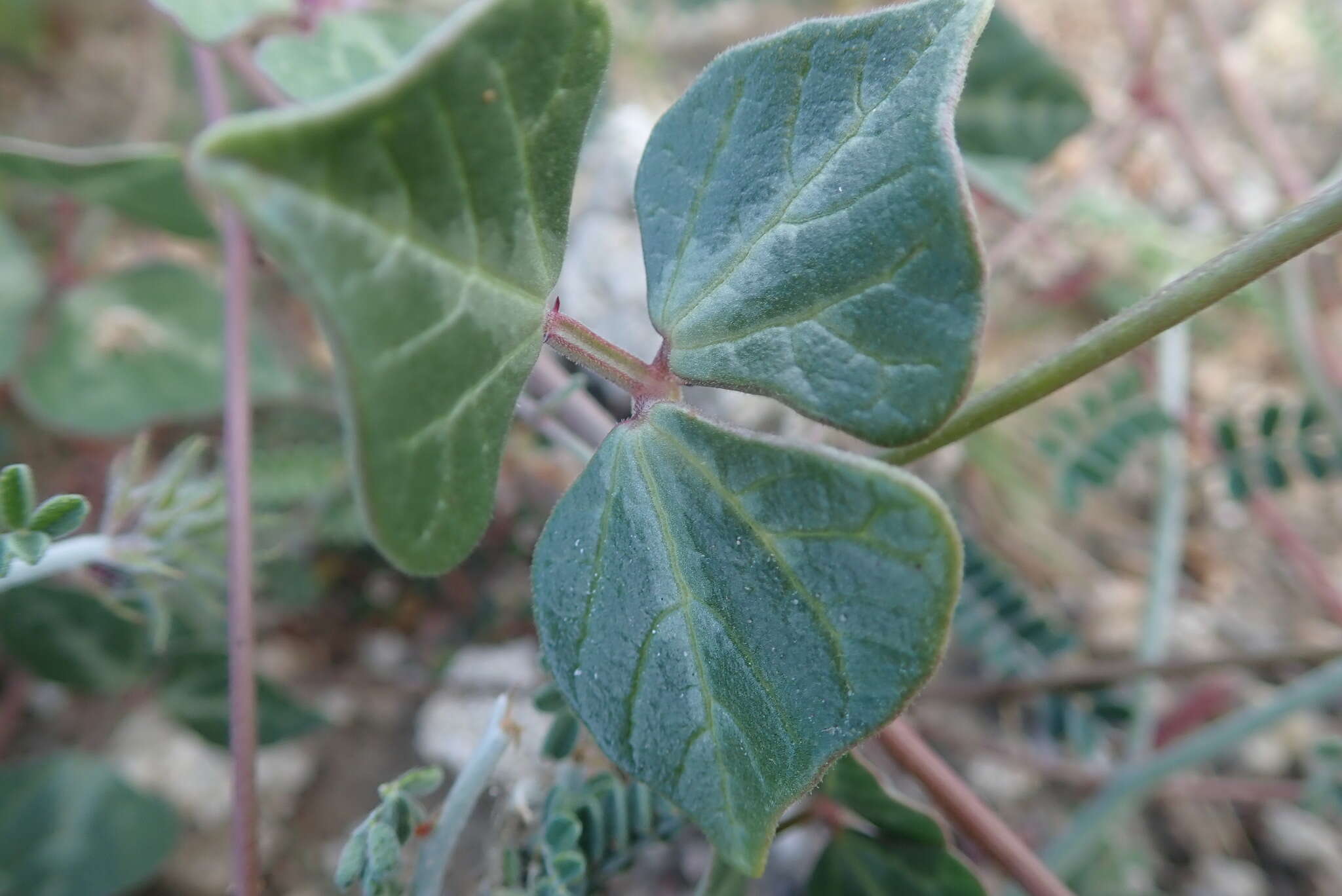 Image of slimjim bean