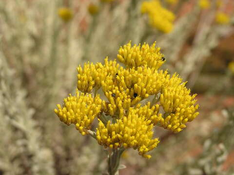 Image of Helichrysum callicomum Harv.