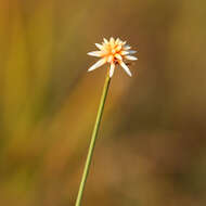 صورة Schoenocephalium teretifolium Maguire