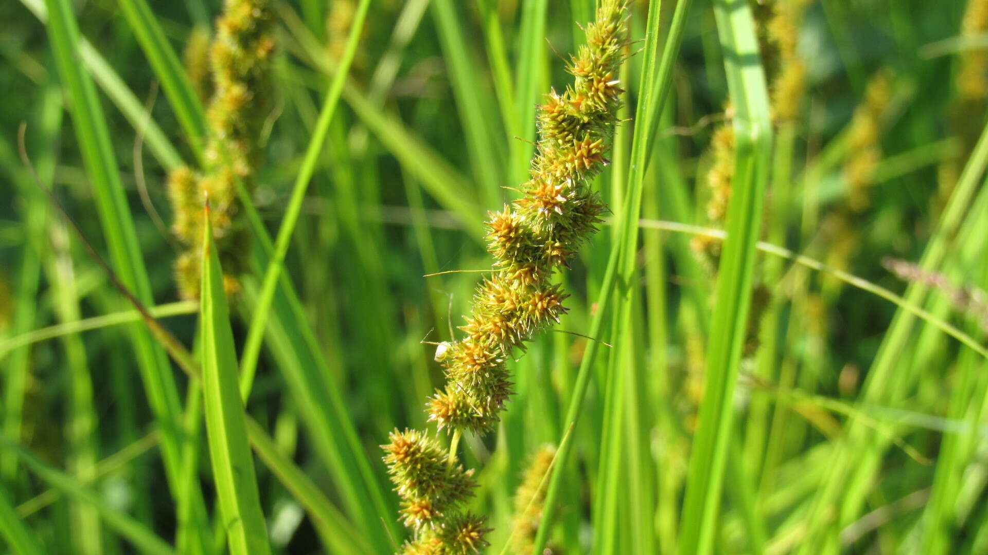 Image of Brown fox sedge