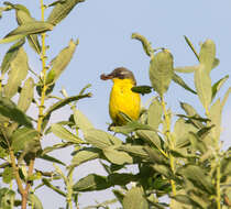 Image of Western Yellow Wagtail