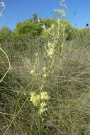 Image of Thalictrum maritimum Dufour