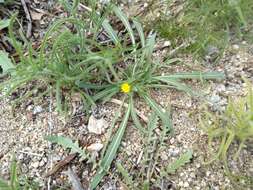 Image of paleyellow suncup