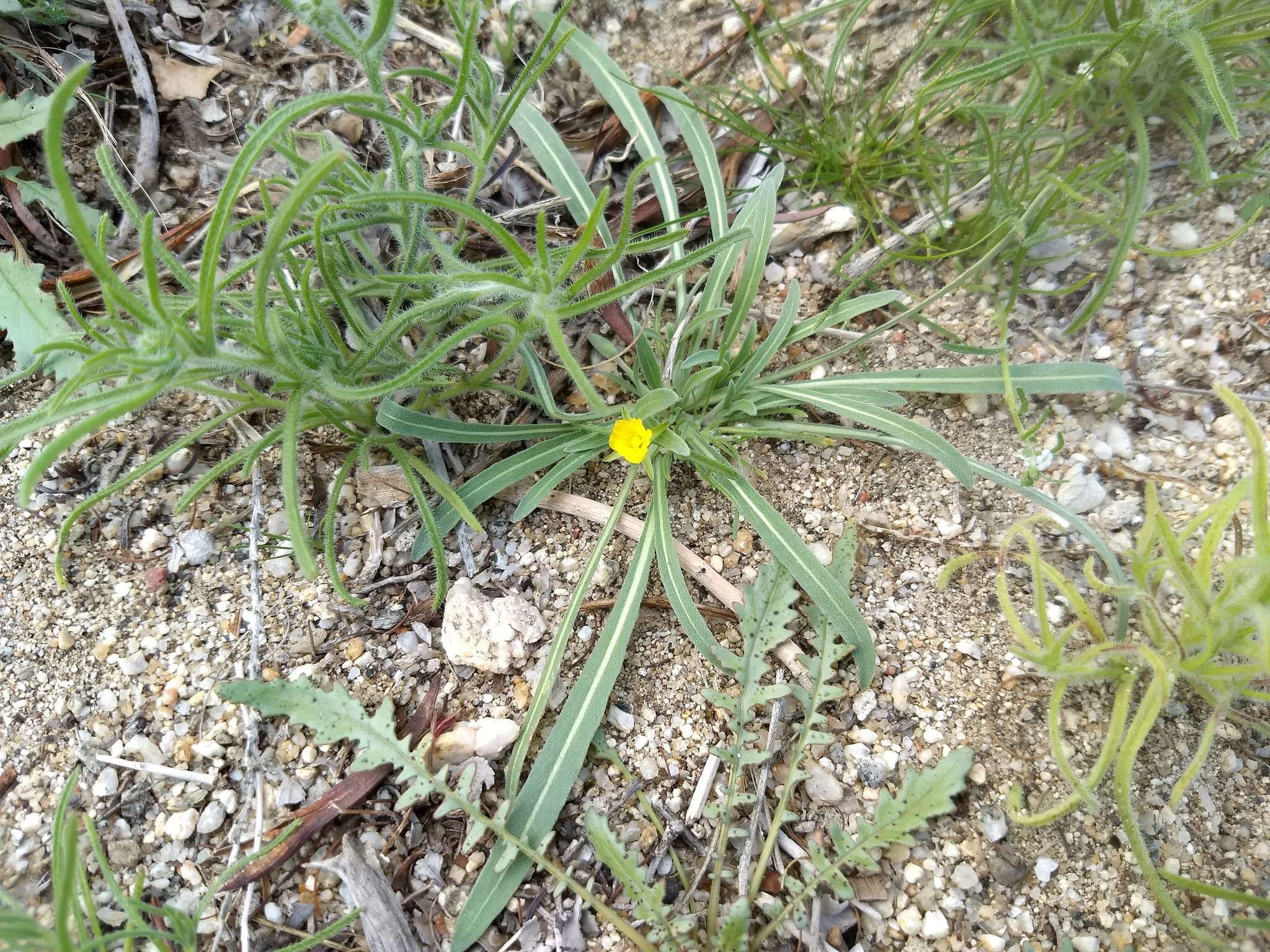 Image of paleyellow suncup