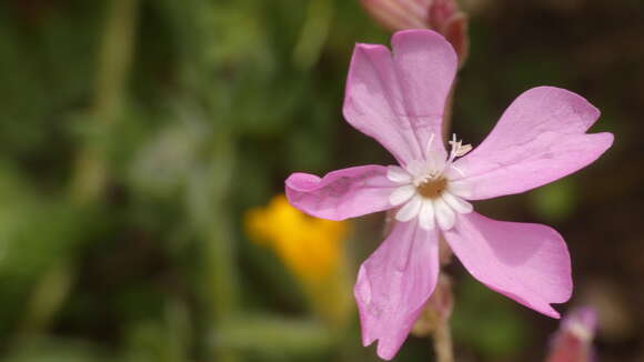 Image of Silene psammitis Spreng.