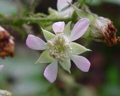 Image of Rubus angloserpens E. S. Edees & A. Newton