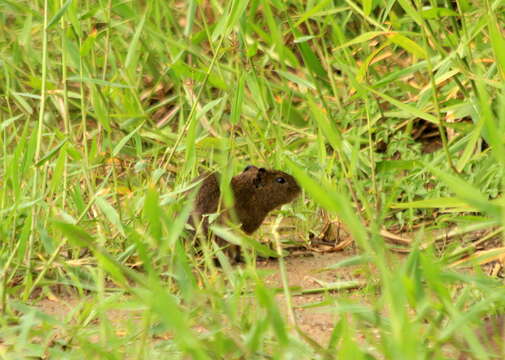 Image of Brazilian Guinea Pig