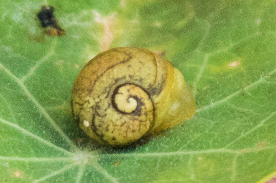 Image of Green Garden Snail