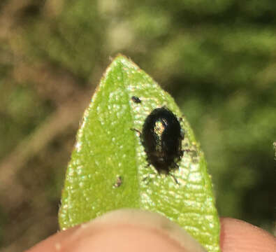 Image of Plagiodera (Plagiomorpha) californica (Rogers 1856)