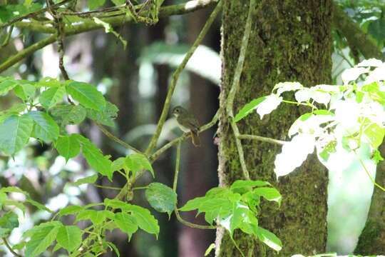 Image of Fulvous-chested Jungle Flycatcher