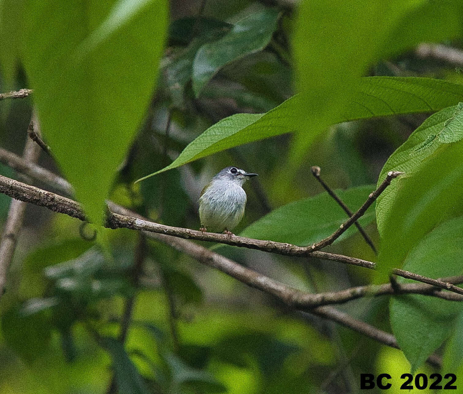 Myiornis atricapillus (Lawrence 1875)的圖片