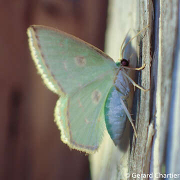 Image of Comostola meritaria Walker 1861