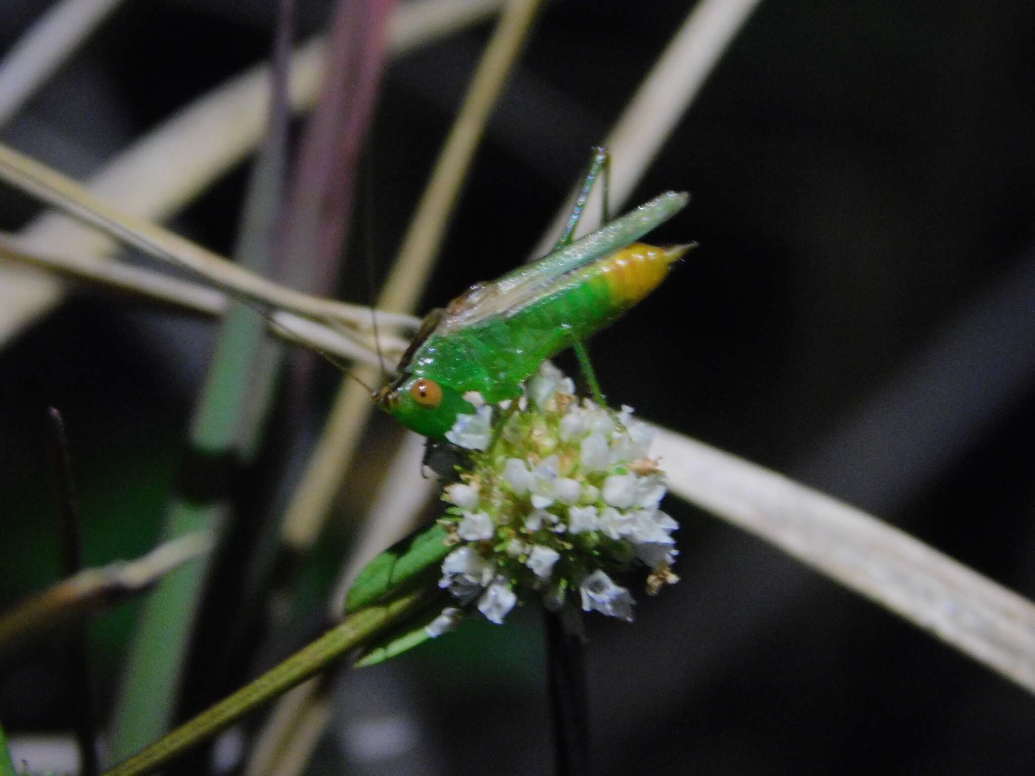 Слика од Conocephalus (Anisoptera) cinereus Thunberg 1815