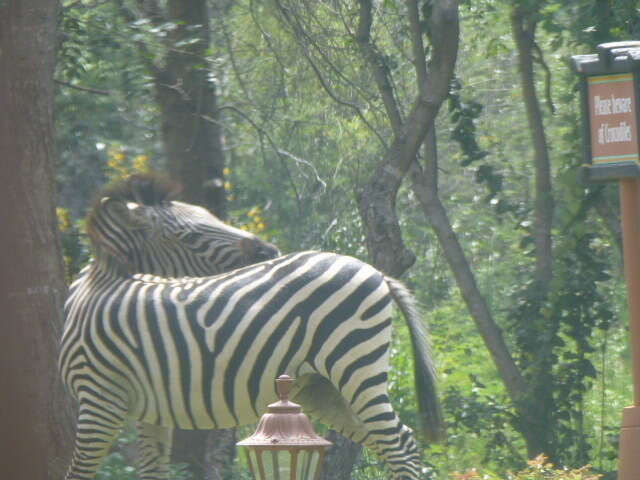Image of zebra